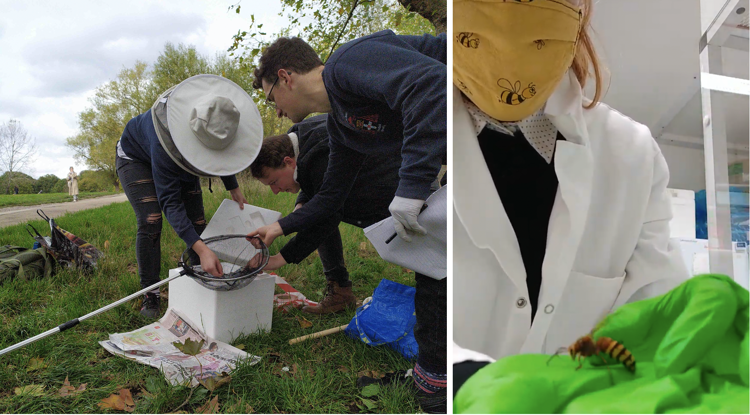 three students sampling in urban park; hornet on green lab gloves