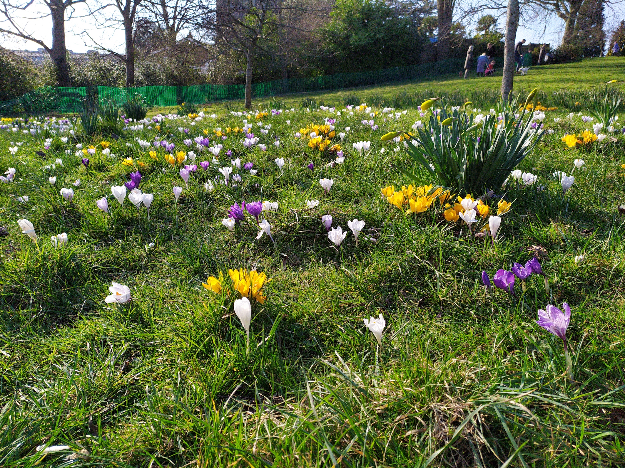 uk spring flowers on green grass