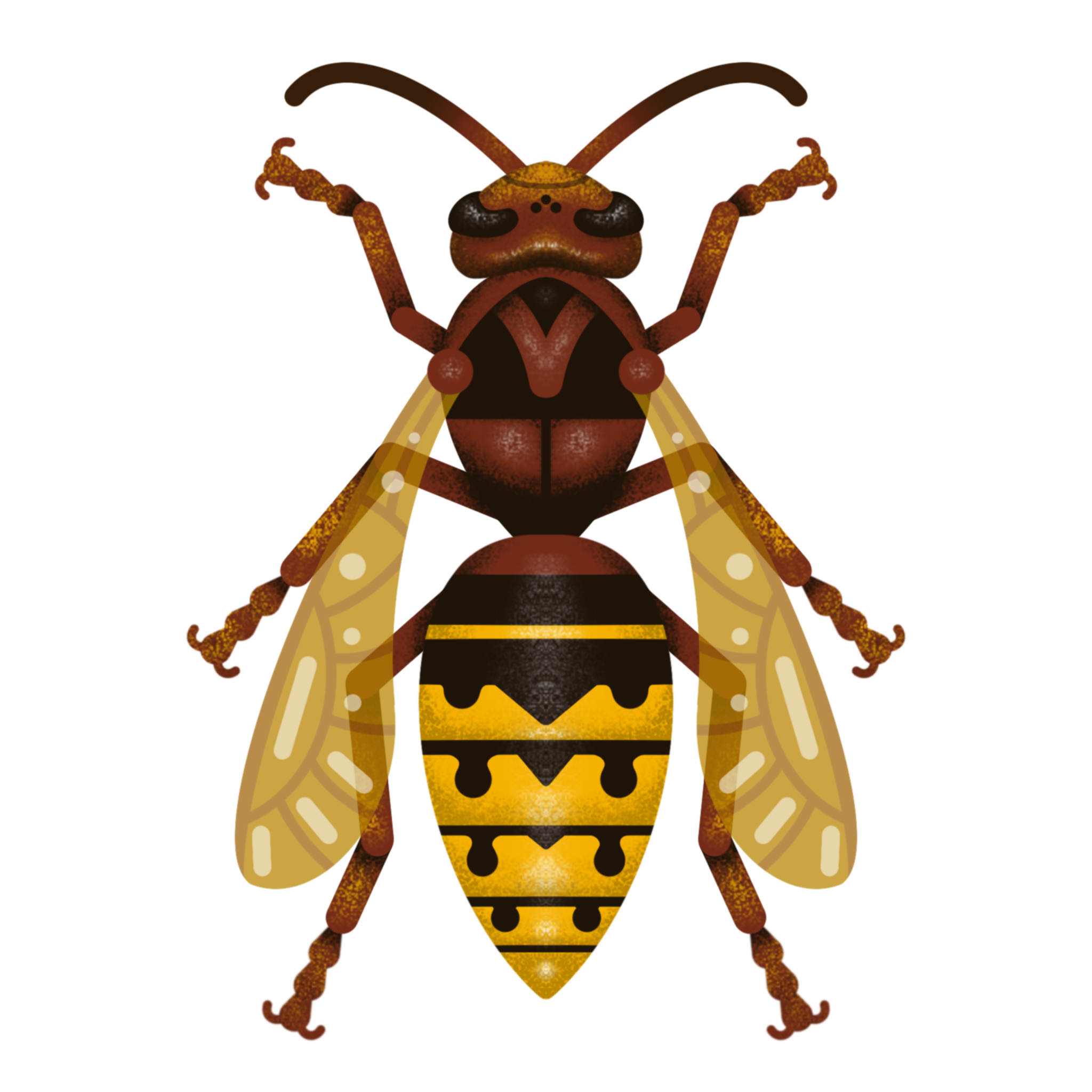 Vespa crabro art